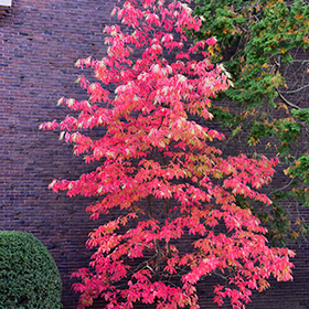 Plant Photo 6