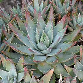 Plant Photo 4