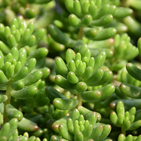 Plant Photo 10