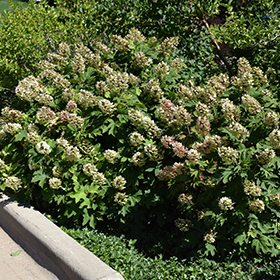 Plant Photo 2