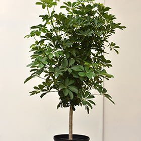 Plant Photo 7