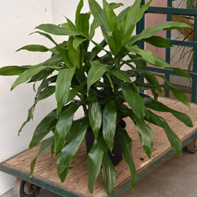 Plant Photo 9