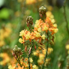 Plant Photo 6