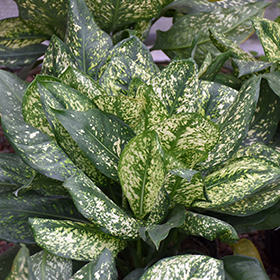 Plant Photo 6