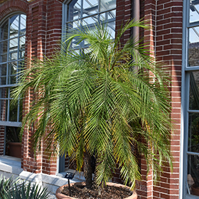Plant Photo 6
