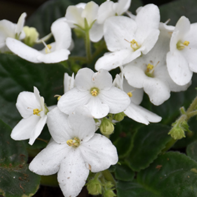 Plant Photo 4