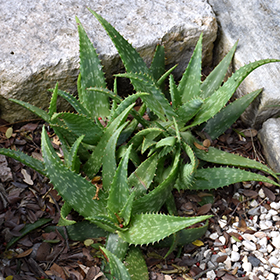 Plant Photo 6