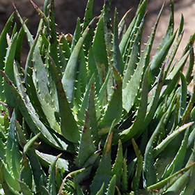Plant Photo 7