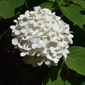 Plant Photo 5