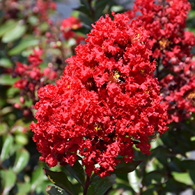 Plant Photo 7
