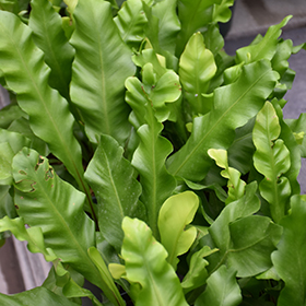 Plant Photo 4