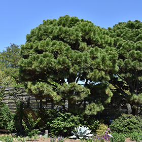 Plant Photo 8