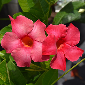 Plant Photo 3