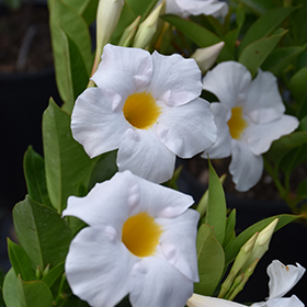 Plant Photo 4