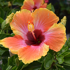 Plant Photo 5