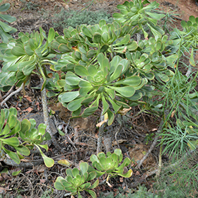Plant Photo 3