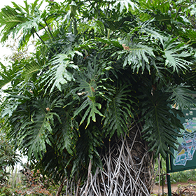 Plant Photo 6