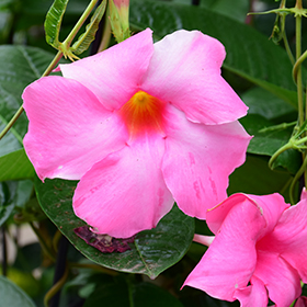 Plant Photo 10