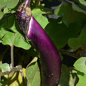 Plant Photo 1