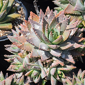 Plant Photo 10