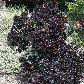 Plant Photo 3