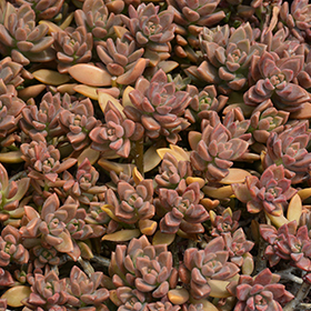 Plant Photo 5