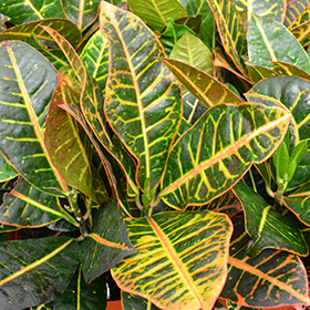 Plant Photo 7