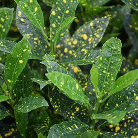 Plant Photo 6