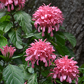 Plant Photo 10