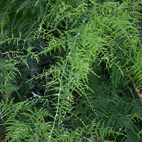 Plant Photo 3