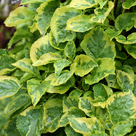 Plant Photo 1